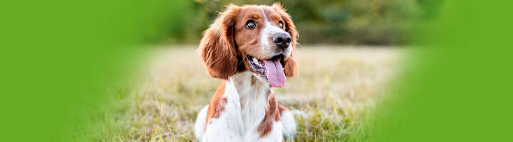 hunde vet diaet nahrungsergaenzungsmittel kategorieeinstiegsbanner 2876x800